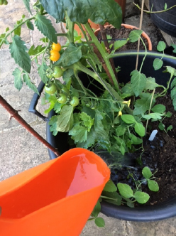 Watering vegetables with shower water
